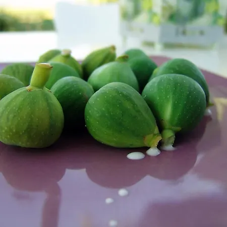 Ferienhaus Ailanto *